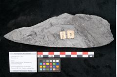 Foto (Objekt + Etikett) von Neuropteris sp.  (NHMW-GEO-2024-0188-10705)